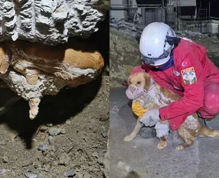 Cadela é resgatada após ficar presa em concreto a 1 metro de profundidade