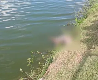Jacaré de 2 metros é encontrado morto em lagoa no interior da Bahia