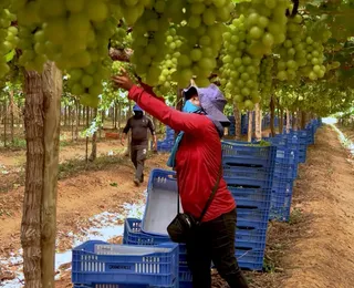 Trabalha no campo? Conheça seis benefícios do INSS para mulheres