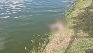 Jacaré de 2 metros é encontrado morto em lagoa no interior da Bahia