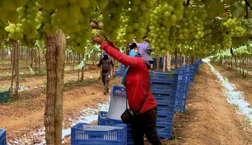 Trabalha no campo? Conheça seis benefícios do INSS para mulheres