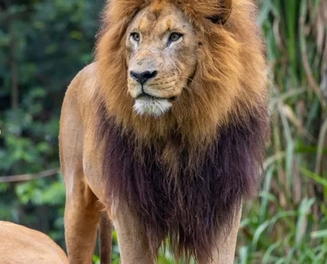 Como garantir ingresso gratuito para o Zoológico de São Paulo? - Imagem