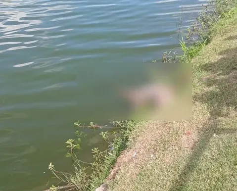 Jacaré de 2 metros é encontrado morto em lagoa no interior da Bahia
