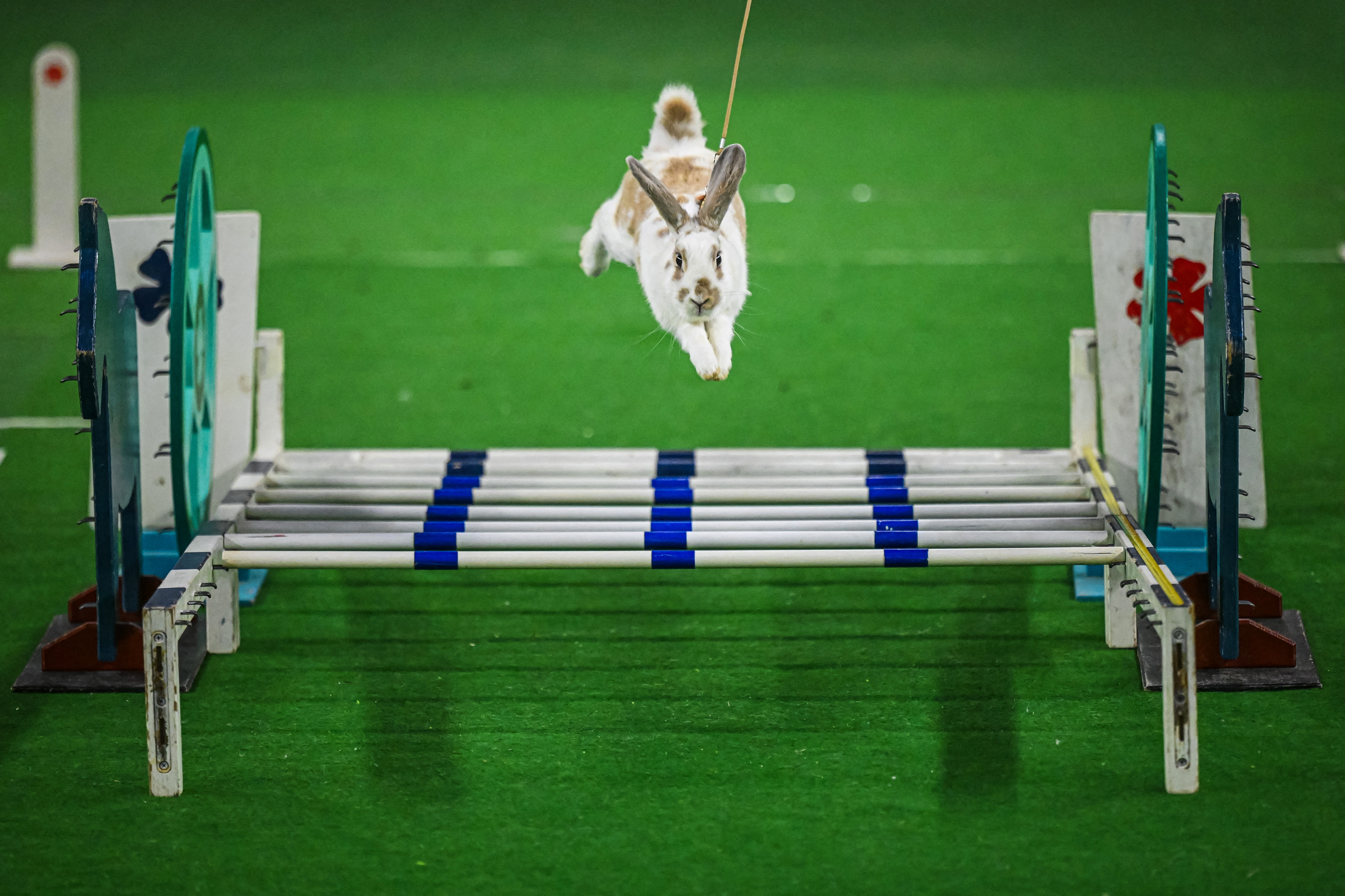Coelhos atletas brilham em campeonato de saltos