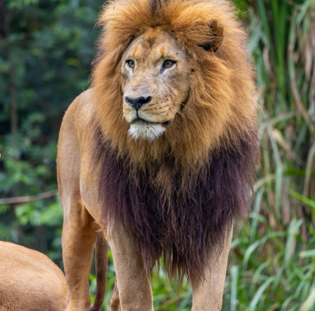 Como garantir ingresso gratuito para o Zoológico de São Paulo?