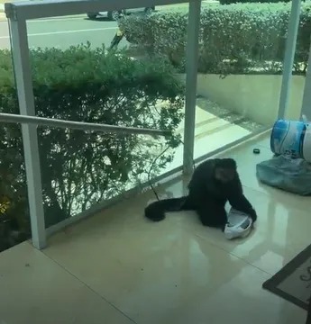 Macaco que morreu após invadir casas no Alphaville teve choque hemorrágico e traumatismo craniano