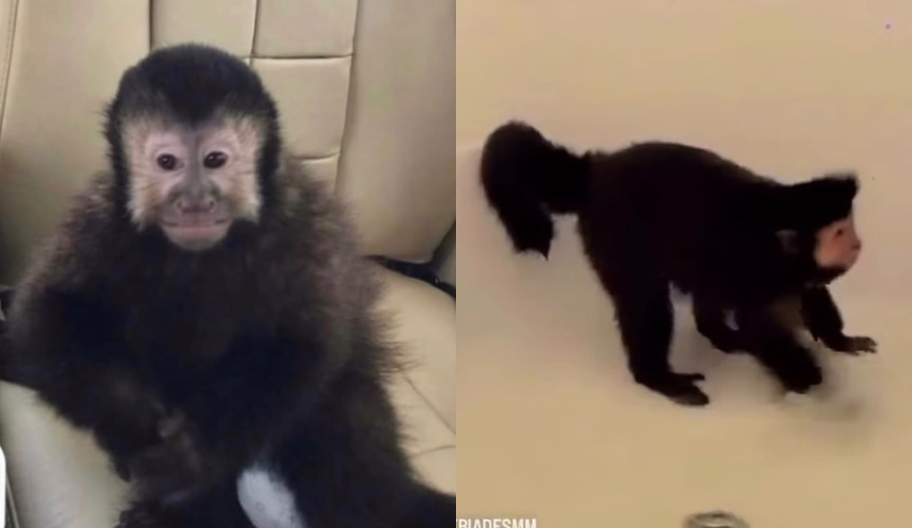 Morre macaco que invadiu casa de luxo, tomou cachaça e feriu policial