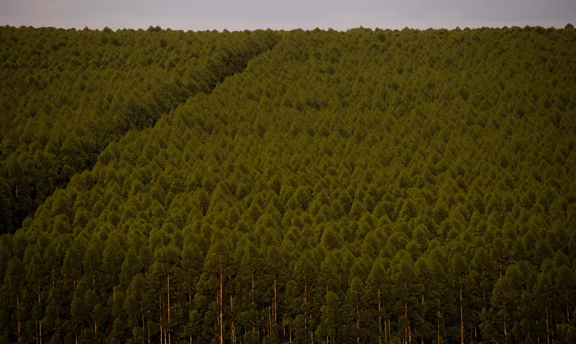 Produção florestal da Bahia cai pela 1ª vez e fecha R$ 1,9 bi em 2025