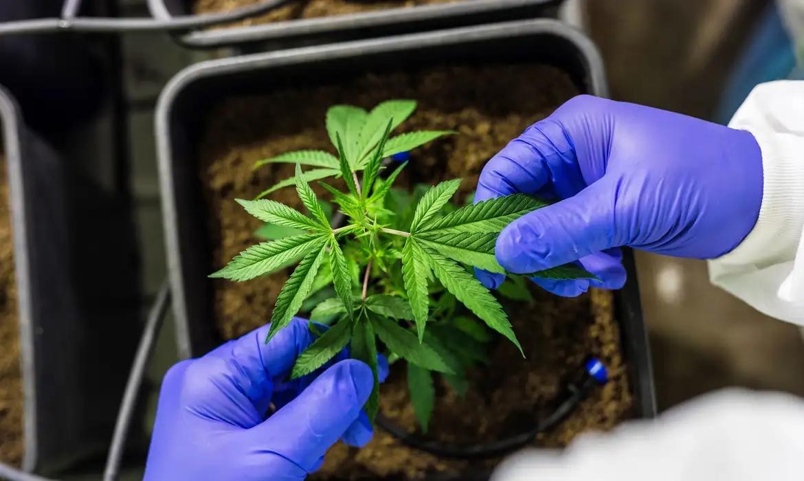 Som alto leva à descoberta de plantação de maconha escondida em banheiro na Bahia