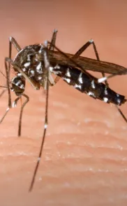 Dengue em Salvador está mais controlada