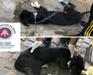 Cães debilitados são resgatados pela Policia em Caetité