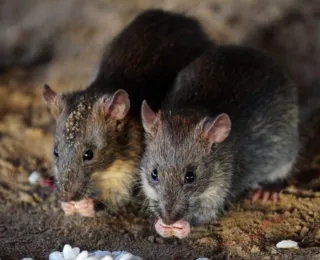 Estudo mostra como 'ressuscitar' espécie de rato extinta