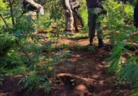 Policia erradica 210 mil pés de maconha na Bahia