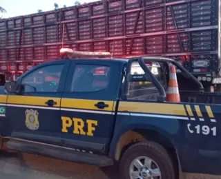 PRF resgata bovinos e suínos de situação de maus-tratos