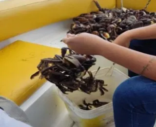 Polícia liberta mais de 6 mil caranguejos de cativeiros ilegais