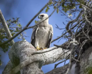 Maior águia das Américas é fotografada em Belmonte