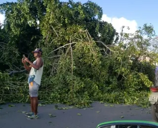 Árvore cai na pista e prejudica trânsito no Dique do Tororó