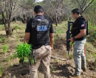 Polícia erradica 3 mil pés de maconha em Juazeiro