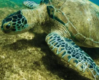 Tartaruga-verde deixa lista de espécies ameaçadas de extinção