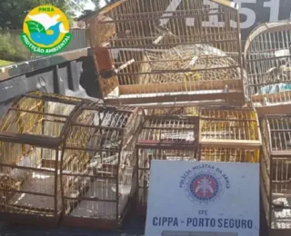 PM resgata 10 aves silvestres em Santa Cruz Cabrália