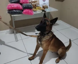 Cão ajuda a policia encontrar 14kg de droga em Porto Seguro