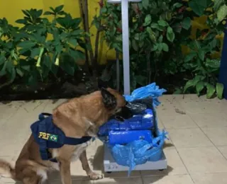 Com auxílio de cadela, PRF apreende 25kg de maconha em ônibus na Bahia