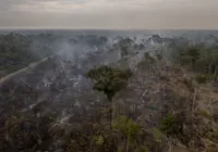 Desmatamento no Brasil cresceu 20% em 2021, aponta relatório