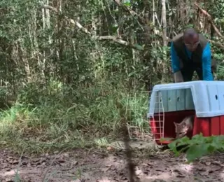 62 animais recuperados pelo Cetas Salvador são soltos em reserva