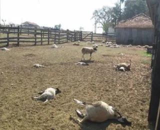 Cães matam 16 ovelhas em fazenda no município de Valente