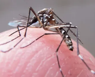 Chikungunya: Jovens de 12 a 17 anos farão parte de testes de vacina