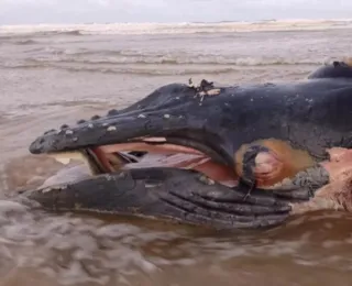 Filhote de baleia Jubarte é encontrado morto em praia de Ilhéus