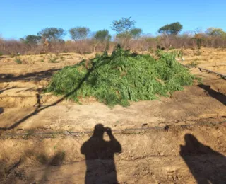 Polícia destrói mais de 30 mil pés de maconha em Muquém