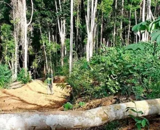 Bahia é estado com maior área desmatada no primeiro trimestre de 2022