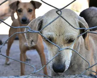 Porto Seguro determina regras para passeio com cães em locais públicos