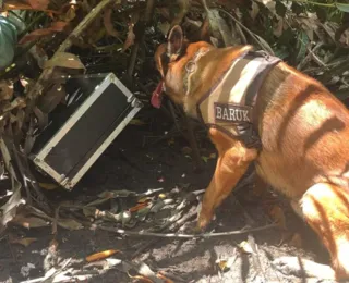 Cão localiza rifle escondido em manguezal de Porto Seguro