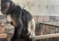 Macaco que andava de moto aquática é resgatado vítima de maus tratos