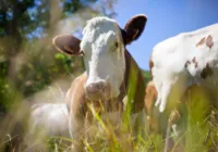 Pum de vacas pode ter matado mais de 18 mil animais em explosão