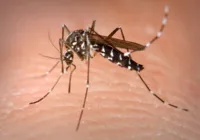 Alerta ligado: Casos de dengue, chikungunya e zika aumentam em 2023