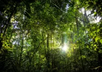 Manejo sustentável das florestas é tema de fórum da ONU