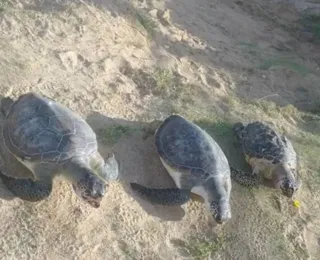Três tartarugas marinhas são encontradas mortas em praia de Salvador