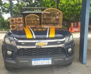 Pássaros são resgatados pela PRF em Capim Grosso