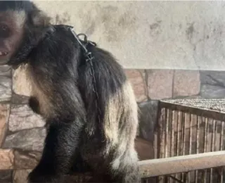 Macaco que andava de moto aquática é resgatado vítima de maus tratos