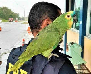 PRF resgata dois papagaios dentro de veículo em Feira de Santana