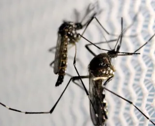 Mais de 4 mil pontos são vistoriados em combate ao Aedes Aegypti