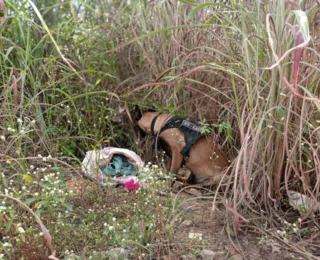 Barreiras: cão encontra mais de 4kg de cocaína em matagal