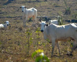 Entidades baianas reagem ao Plano Plurianual do agro