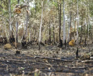 Inpe: desmatamento aumenta no Cerrado e cai na Amazônia