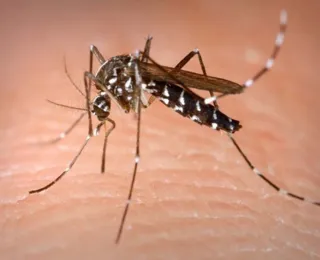 Alerta ligado: Casos de dengue, chikungunya e zika aumentam em 2023