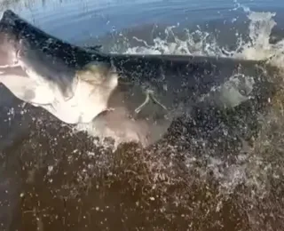Vídeo: Pirarucu de 2,3 metros 'quebra' boca de de pescador youtuber