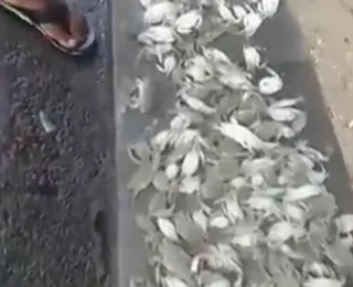 Vídeo: crustáceos são encontrados mortos em praia de Salvador